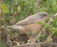 birding vacation europe spain sub-alpine warbler photo